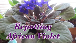 Repotting my African Violet