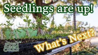 Seeds Germinated? 3 CRITICAL Tips For Your Next Steps To Get Healthy Plants