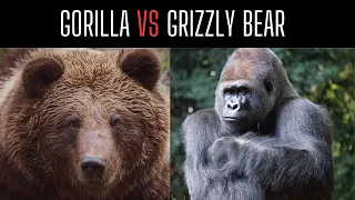 Gorilla VS Grizzly Bear- Who Would Win?