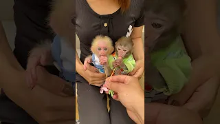 #animals #cutebaby #memes #trendingshorts #monkey #monkeybaby #animal #babycute #socute #funny