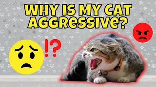 Why is My Cat Aggressive Towards Me? (How to Solve It)