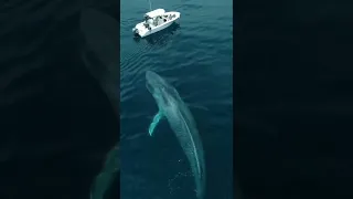 30 metros e 200 toneladas fazem da Baleia-azul o maior animal (vivo) do Planeta #shorts #baleias