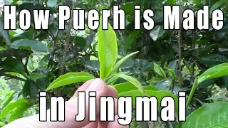 How Puerh Tea is Made in Jingmai