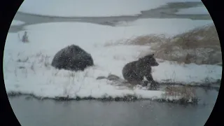 Bears feeding in snow