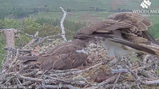 The adult Loch Arkaig Ospreys have their talons full with their feisty new bob! 22 May 2024 (zoom)