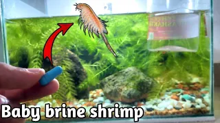 Hatch BBS Without air pump, light etc || How to hatch your brine shrimp without air pump||