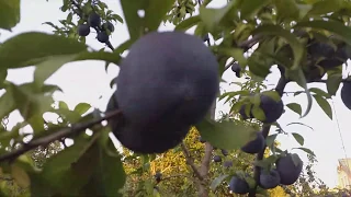 Слива диплоидная сорт поздний Анжелино(plum Angelino). Техническая спелость