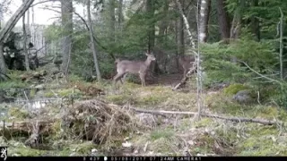 Westhampton Trail Cam: Beaver, coyote and deer