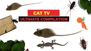 CATS TV - ULTIMATE Games Compilation for CATS & DOGS (Realistic Cat Games Mix) - 3 HOURS