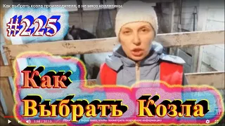 Как выбрать козла производителя, а не мясо козлятины.