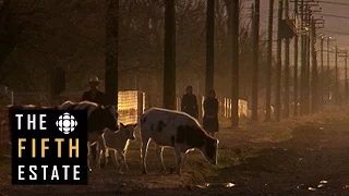 The Mennonite Mob (1992) - the fifth estate