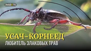 УСАЧ КОРНЕЕД ЖЁЛТЫЙ (Dorcadion fulvum)