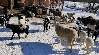 МОИ СОВЕТЫ 🤗🤗🤗ДОРПЕР 🐑🐑🐑🐑