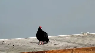 Mysterious Vultures