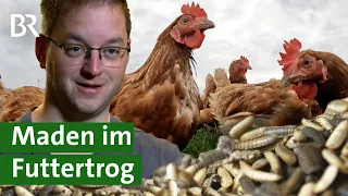 Futter der Zukunft: Maden der Soldatenfliege als Insektenprotein im Futtertrog | Unser Land | BR