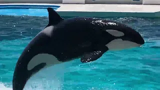 体重2トン超！巨大シャチ空中ジャンプ30連発！鴨川シーワールド Over 2 tons! Giant ORCA / Killer Whale jumps 30 times in a row!