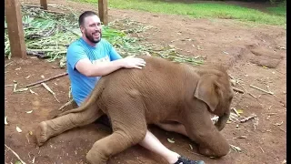 Top 10 MOST ADORABLE Cute And Funny Baby Elephant Videos AWW