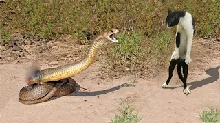 Fearless Cat Vs snake  Cat Attack Cobra Real Fight   Tiger Attack Cobra Snake To Death