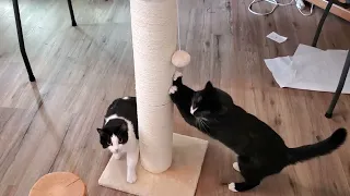 Pawscrat Cat Scratching Post Review