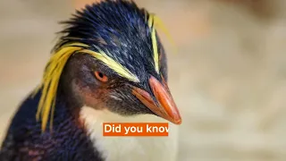 Macaroni Penguin Facts You’ll Never Forget