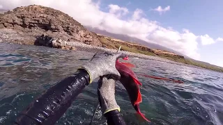 Spearfishing Hawaii