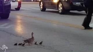 Cops Help Duck Family Cross The Street Together