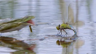 Frogs vs large dragonfly / Frösche gegen grosse Libelle / Ranas vs libélula grande