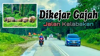 Cemas Dikejar Gajah Liar - Jalan Kalabakan Sapulut (vlog)