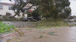 Storms uproot dozens of trees across San Diego County