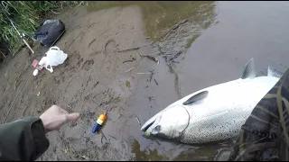 Springer Fishing Small Coastal River for GIANT Salmon!! |my first spring chinook|