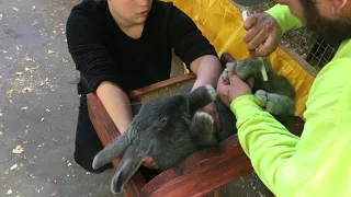 Grooming A Blue Giant Flemish rabbit at the Pa. Farm Show