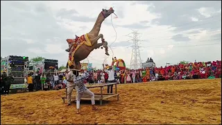 Subhash karnawat ke camel dance in jejusar।।camel dance।। sultana।। camel