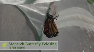 Monarch Butterfly Eclosing (Emerging) from Chrysalis