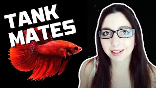 BETTA FISH TANK MATES | 10 More Great Tank Mates For Bettas