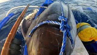 Black marlin highlights | West Philippine Sea
