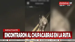 Encontraron al "chupacabras" paseando por la ruta