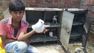 Pigeon in khandwa || fancy kabootar || moin bhai ke fancy kabootar
