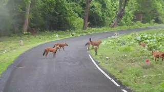 Indian Wild Dog called DHOL... At Tadoba Jungle...