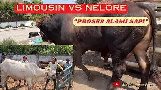 Sapi Limousin vs Sapi Nelore K4win Alami di Kandang Koloni  @SidoGangsarFarm