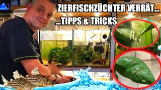 Zierfischzüchter Christian Vetter verrät Tipps & Tricks bei der Zucht