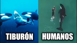 POR QUÉ las ORCAS NUNCA ATACAN a los HUMANOS ?