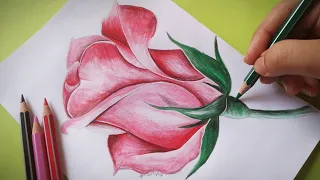 Simple rose art! How to draw a rose with color pencil sketch step by step?#rose #art #howto #drawing