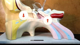 The Ear Model