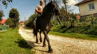 ФРИЗЬКИЙ ЖЕРЕБЕЦЬ НА ЛЬВІВЩИНІ👍🔥🐎