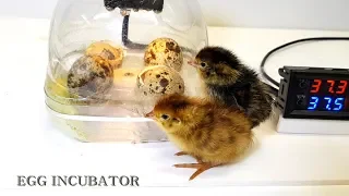 Water bottle Egg incubator  #1 (페트병으로 부화기 만들기)
