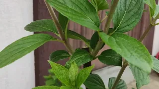 Укрепляю побеги метельчатой гортензии Силиплантом🌿После какой обрезки не плачет гортензия