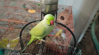 So Cute Parrot Talking & Sound