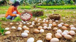 Full Video : How to fatten chickens - Harvesting chicken eggs - Raising chickens - Free life