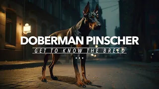 GET TO KNOW: THE DOBERMAN PINSCHER