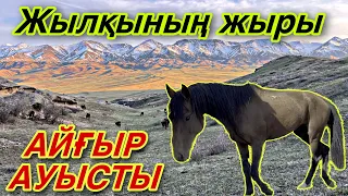 Жылқының ЖЫРЫ. Кер айғыр үйірді тартып алды.